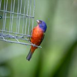 天地无限的美丽:摄影师镜头下的壮丽风景 r3ju0pt9j