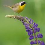 天上人间平台的文化内涵:奢华背后的故事 ufrye96t