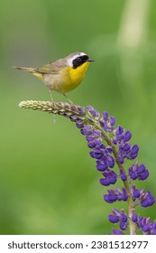 天上人间平台的文化内涵:奢华背后的故事 天上人间平台的文化内涵:奢华背后的故事